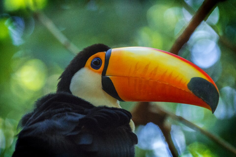 Wild wildlife zoo