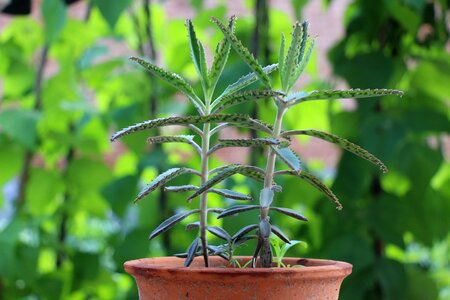 Pots succulent plants potted plants