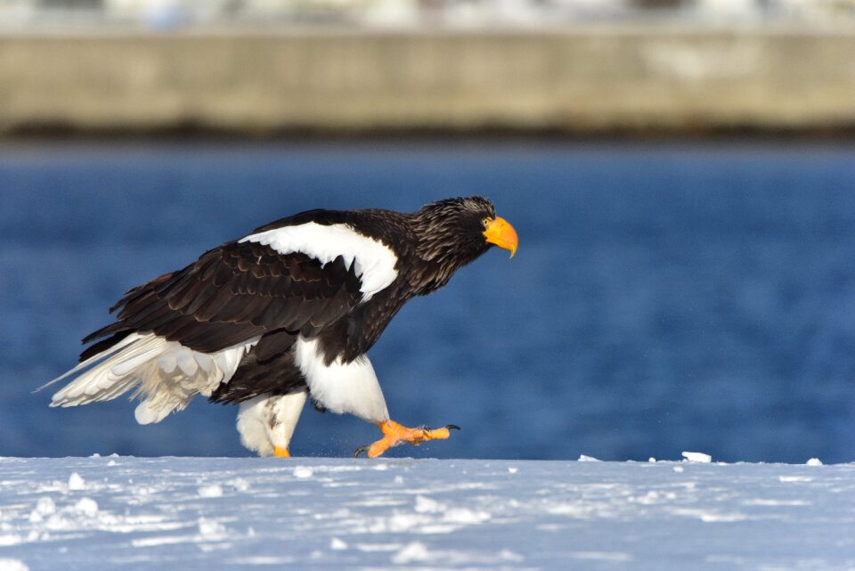 Natural wild animals eagle