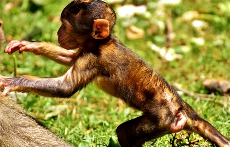 Endangered species monkey mountain salem animal