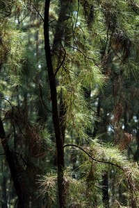 Landscape fair weather pine photo