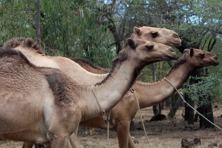 Wild animal park photo