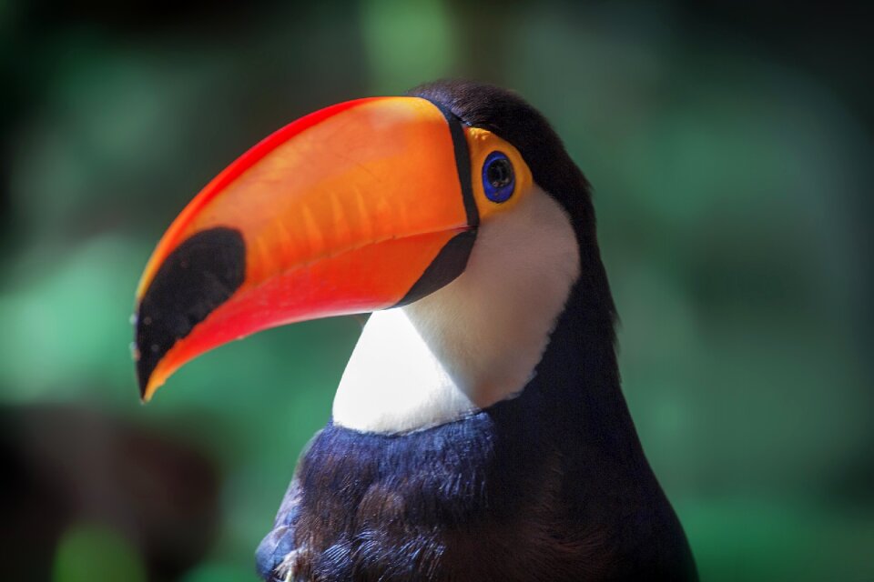 Wild wildlife zoo