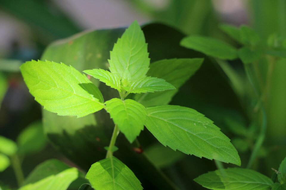 Mint natural wild