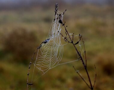 Place dew drops