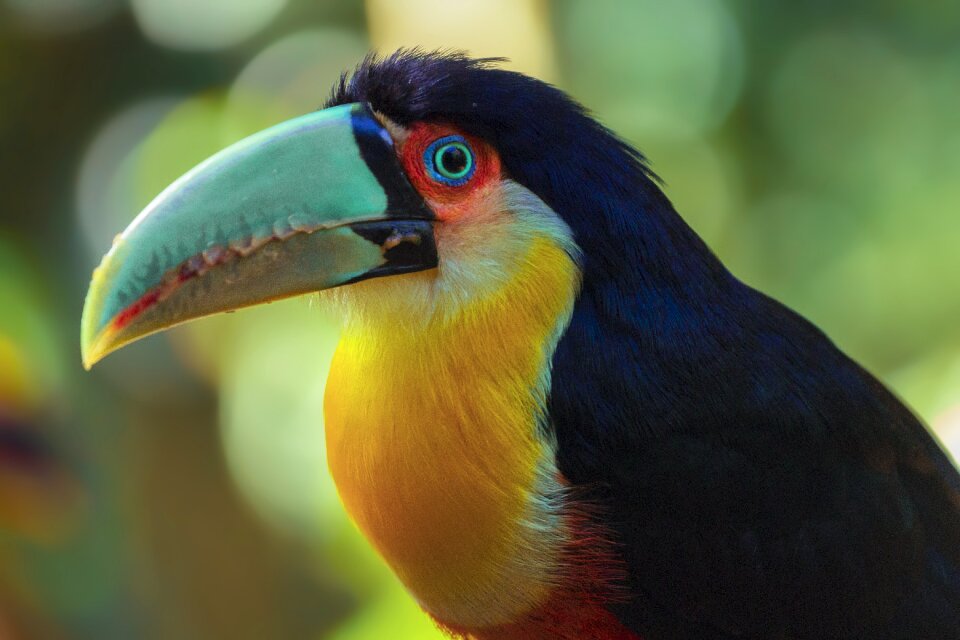 Wild wildlife zoo