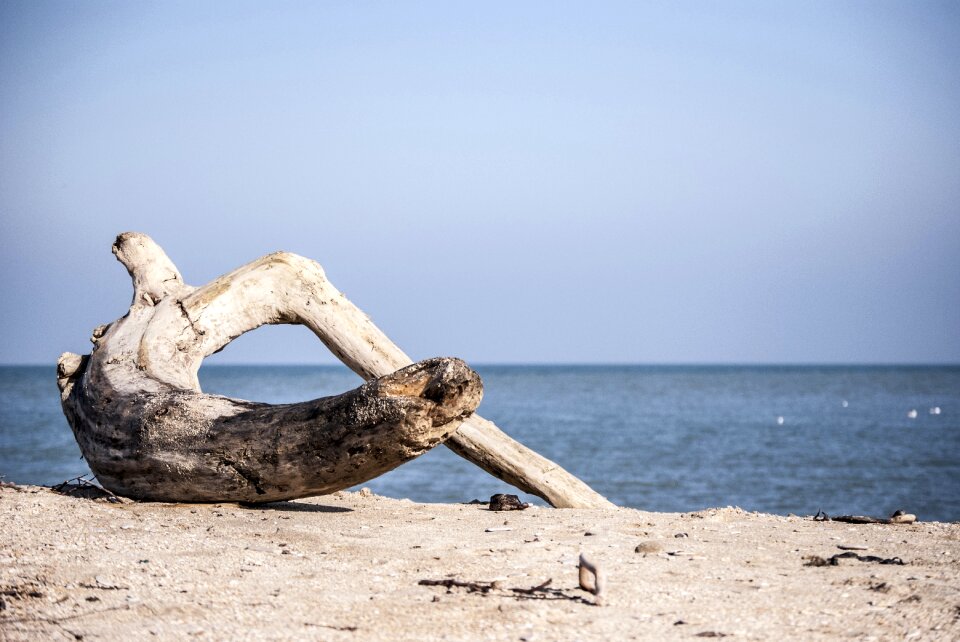 Costa ocean wood