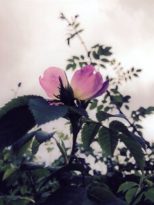 Bloom nature petals