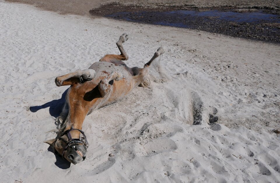 Sand scratches animal