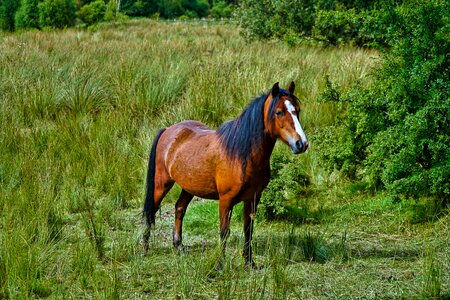 Equine mammal equestrian photo