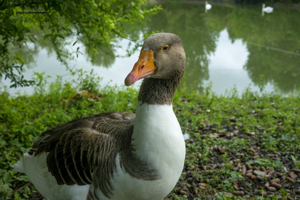 Feathers biped fauna
