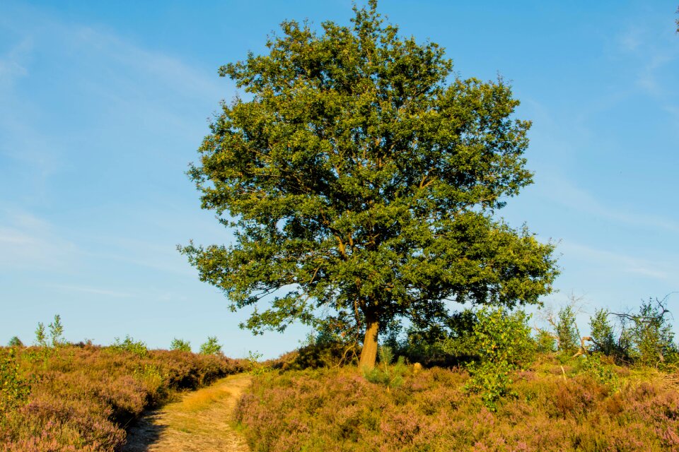 Landscape wood outdoor