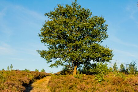 Landscape wood outdoor photo