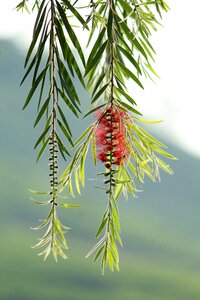 Summer branch leaf
