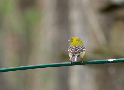 Perch cute small photo