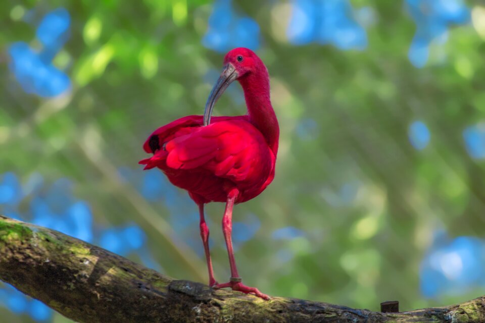 Wild wildlife zoo