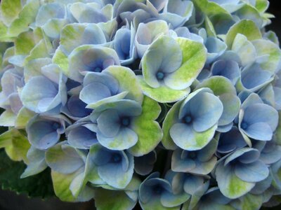 Bloom blue plant