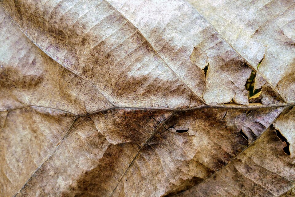 Humus brown natural