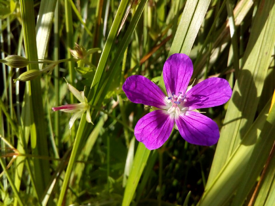 Stamens field closeup