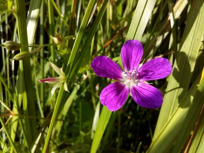 Stamens field closeup