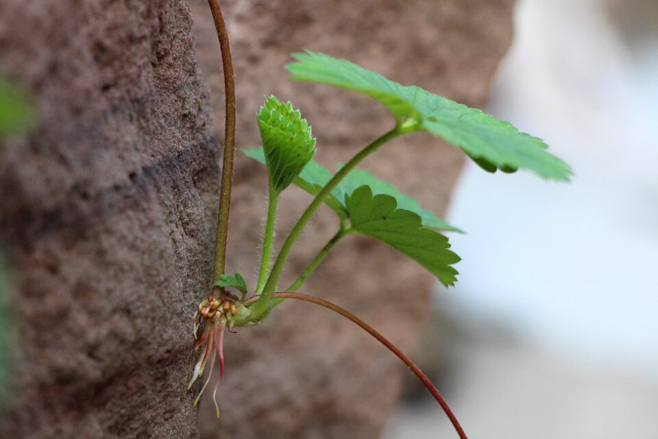 Strawberry seedling green