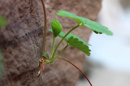Strawberry seedling green
