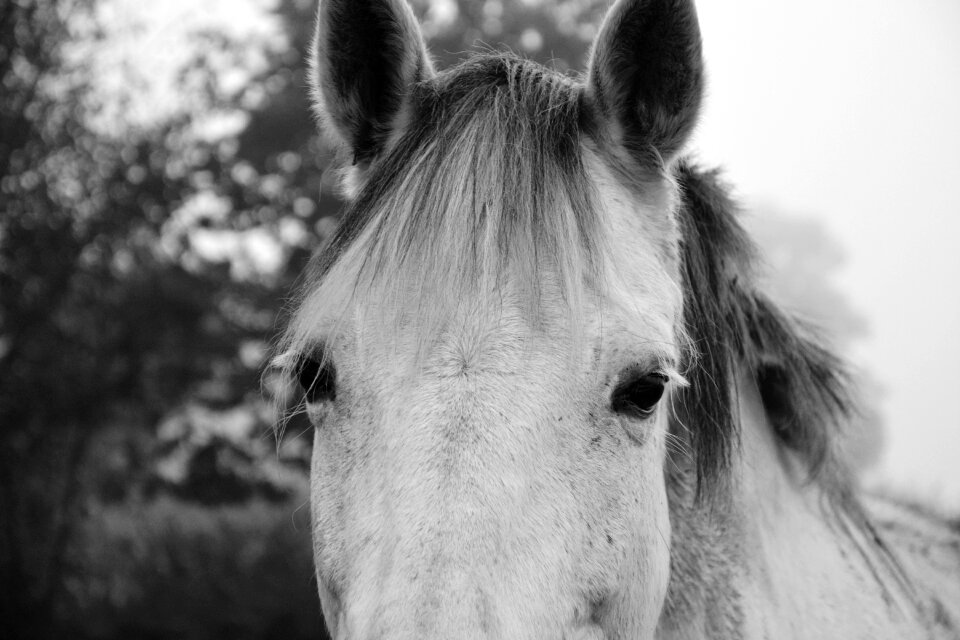 Domestic animal portrait nature