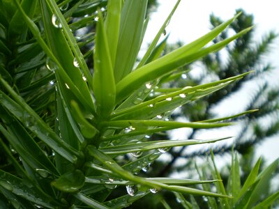 Wet rain drops