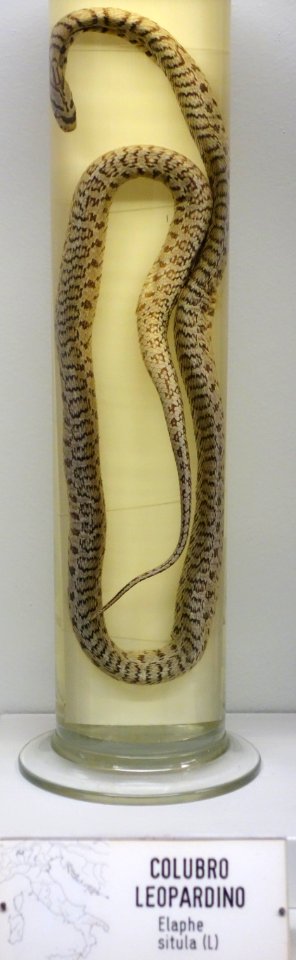 Zamenis situla (Elaphe situla) - Museo Civico di Storia Naturale Giacomo Doria - Genoa, Italy - DSC03187