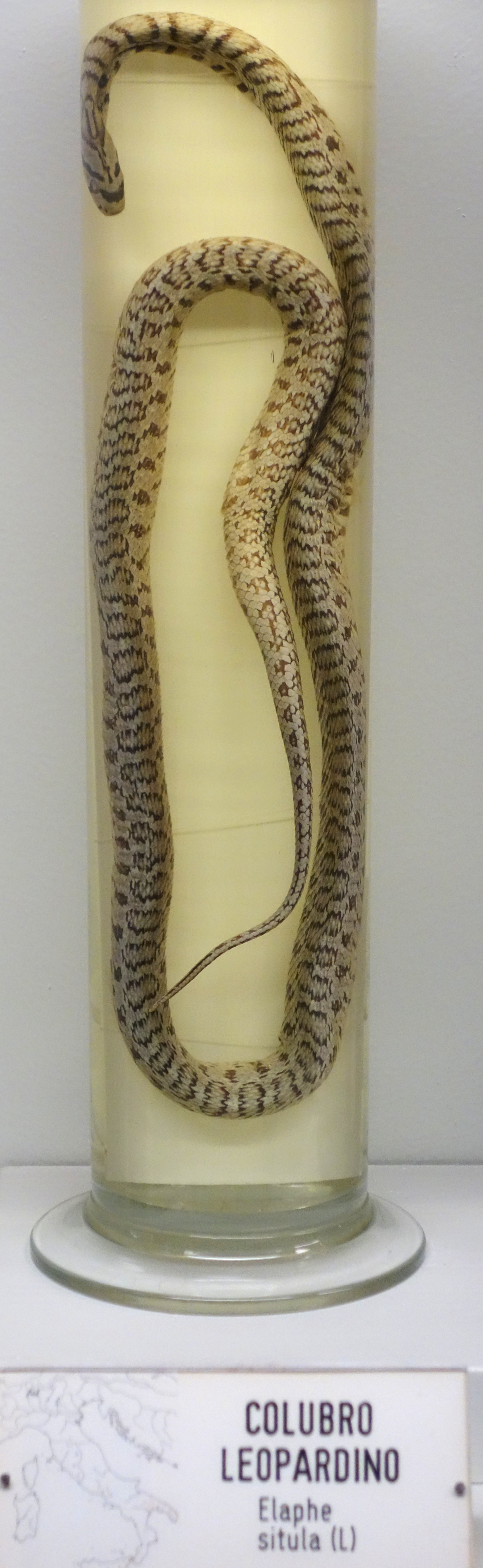 Zamenis situla (Elaphe situla) - Museo Civico di Storia Naturale Giacomo Doria - Genoa, Italy - DSC03187