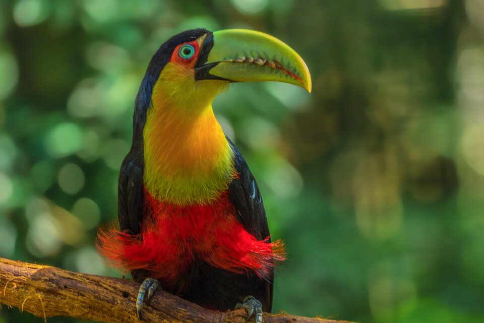 Wild wildlife zoo