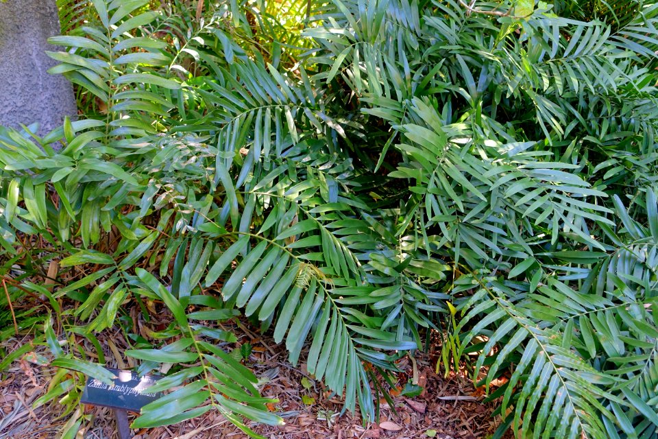 Zamia amblyphyllidia - Marie Selby Botanical Gardens - Sarasota, Florida - DSC01754