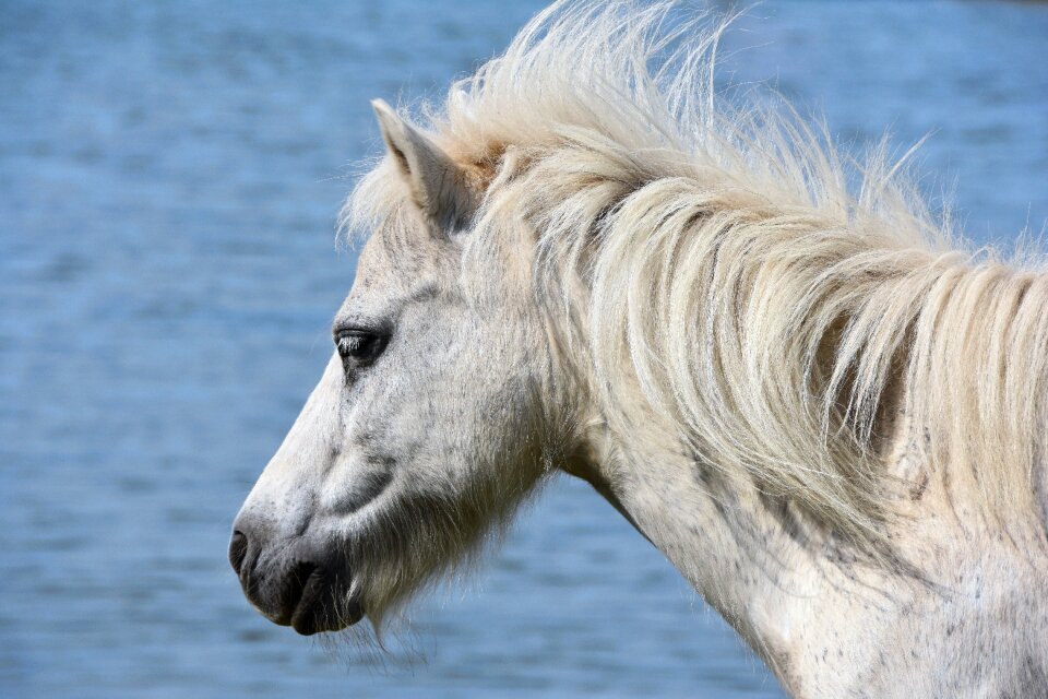 Pony sea wind