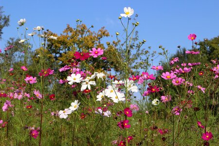 Nature pink white