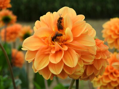 Orange bee flower