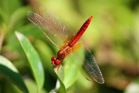 Anisoptera odonate red