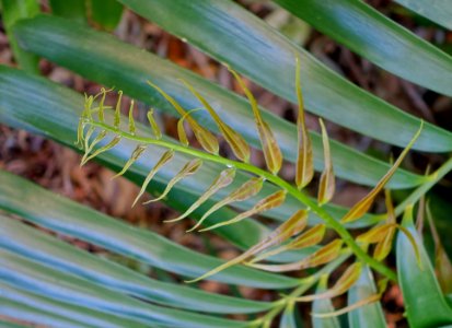 Zamia amblyphyllidia - Marie Selby Botanical Gardens - Sarasota, Florida - DSC01756