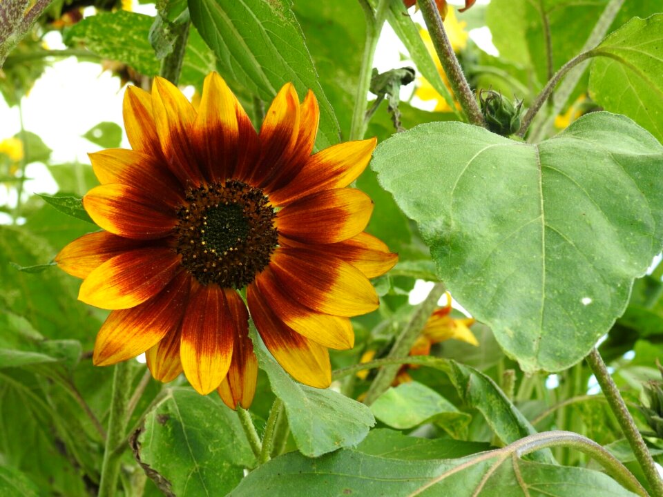 Flower blossom bloom
