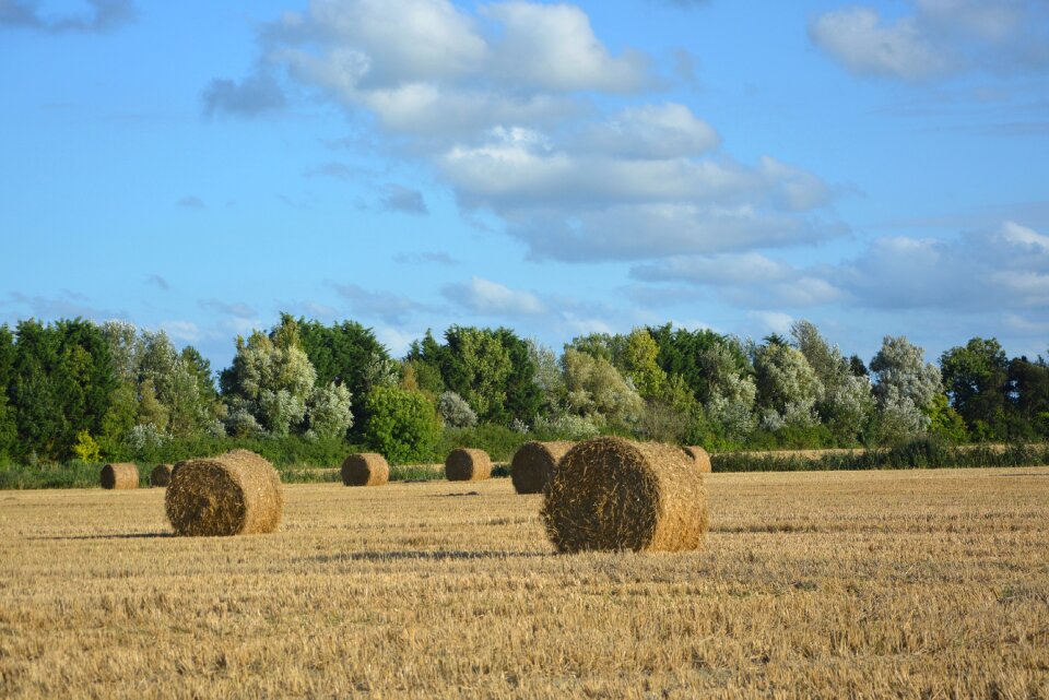 Straw hay agriculture
