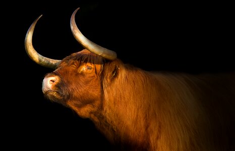 Animal kingdom wildlife beef