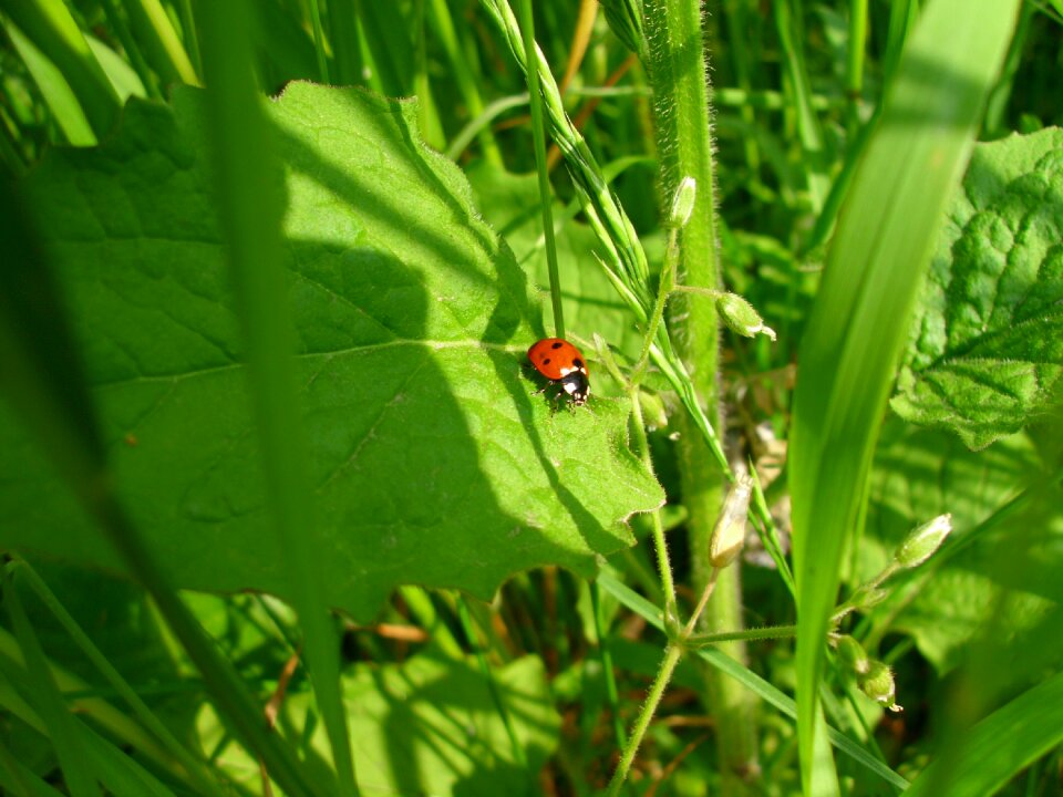 Insect grass green macro