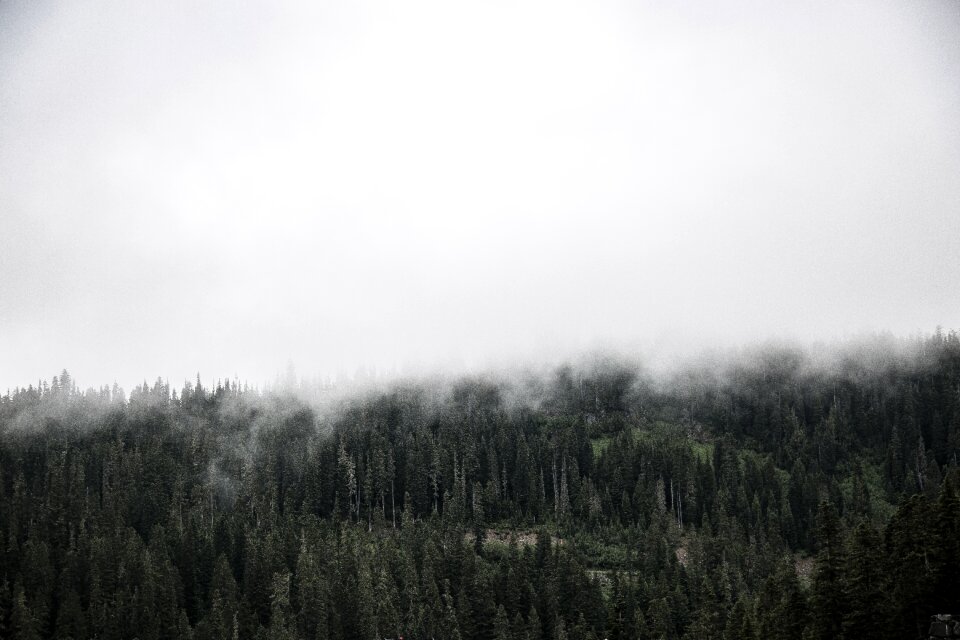 Woods fog clouds