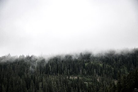 Woods fog clouds photo
