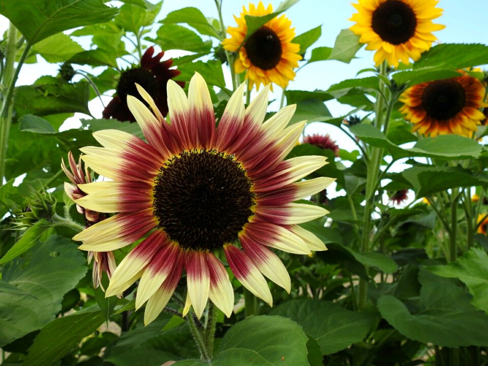 Sunflower yellow flower