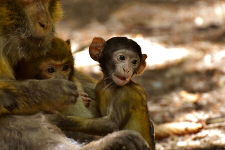 Endangered species monkey mountain salem animal