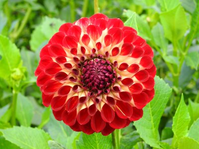 Dahlia red flower