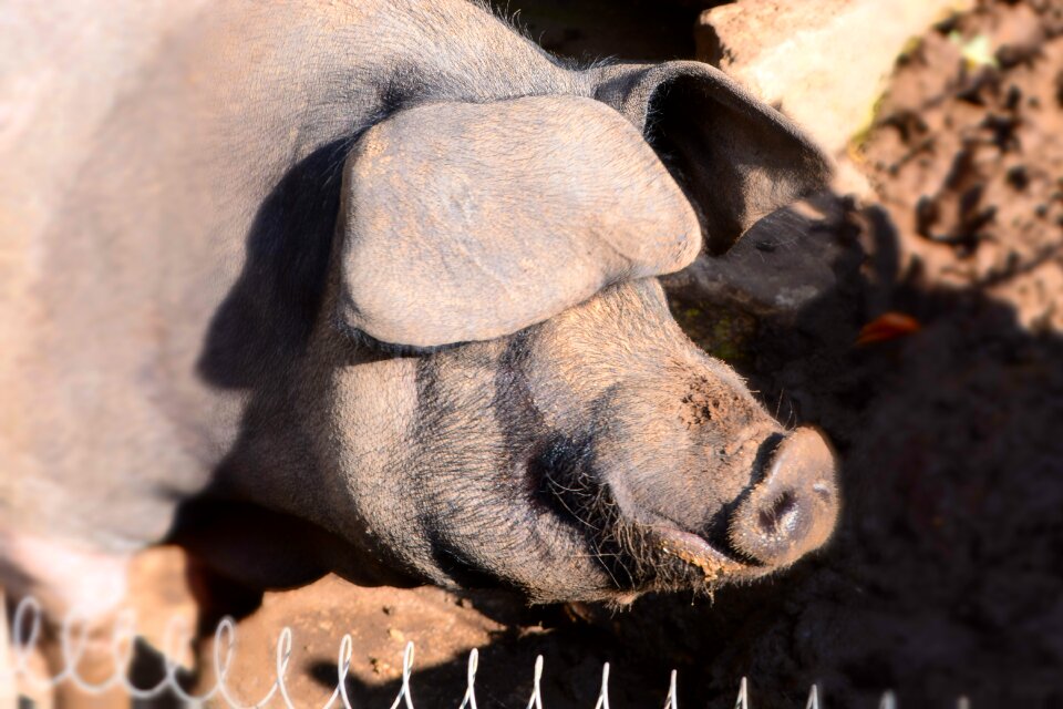 Wildlife park pig wild boar photo