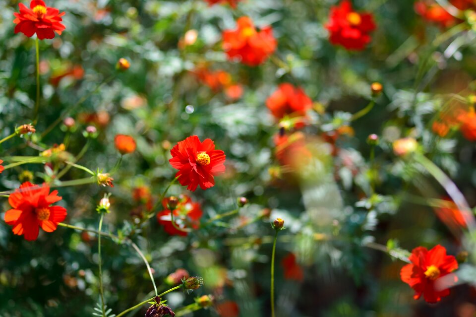 Natural autumn green