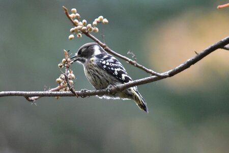 Bird animal woodpecker