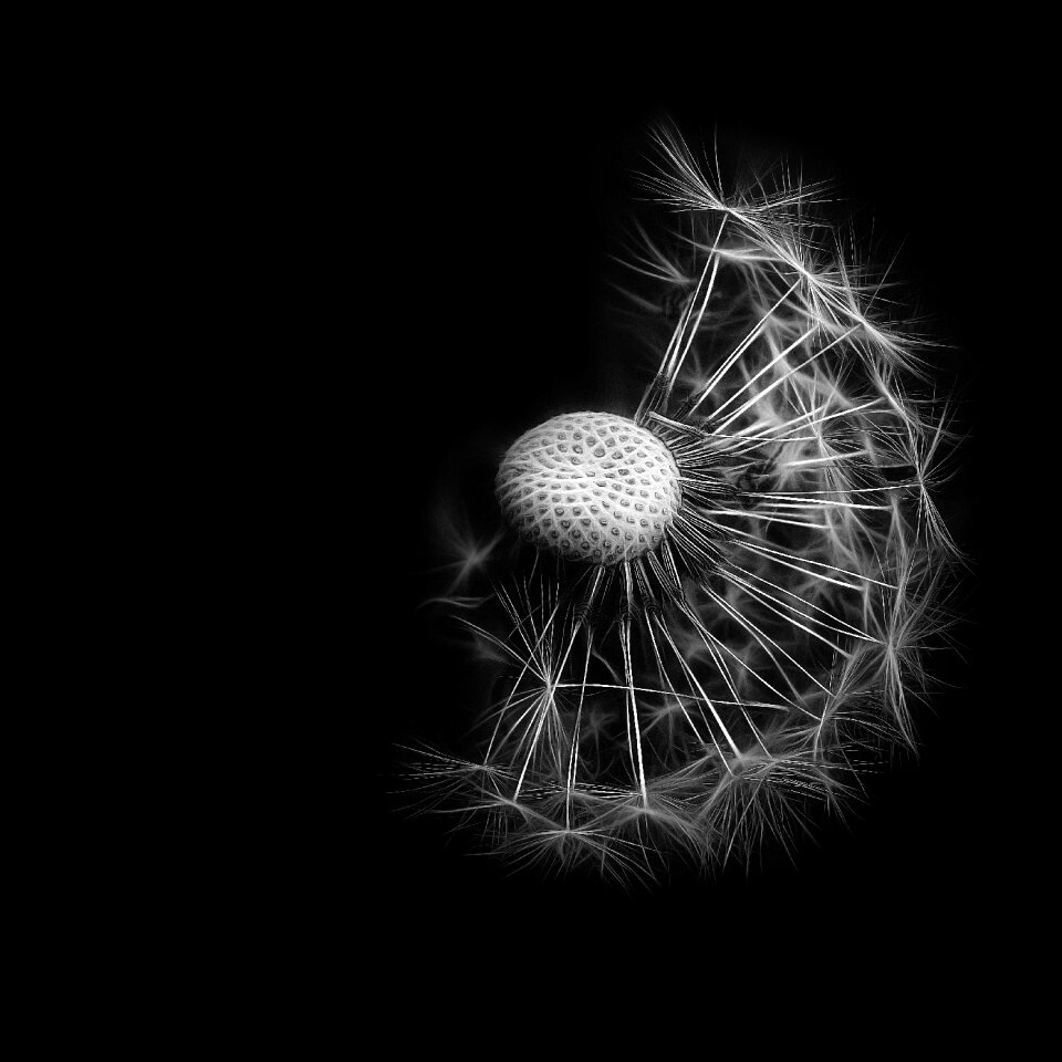 Black and white photography seeds close up
